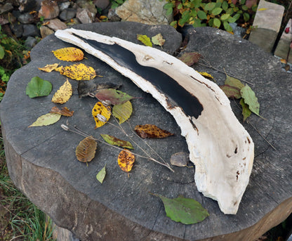 Zkřemený dub se sukem fošna - Supreme Panthers