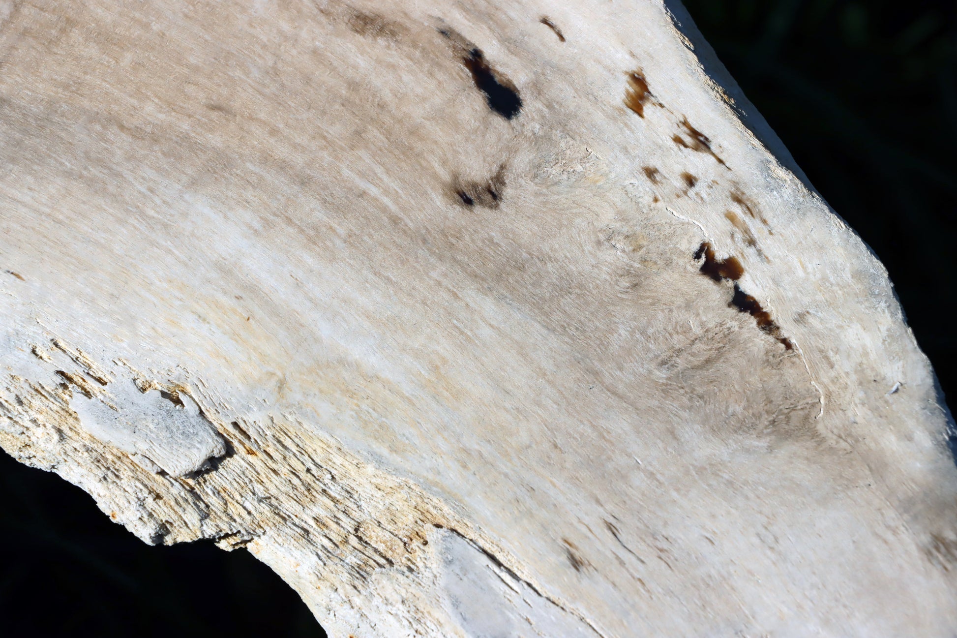 Zkřemený dub se sukem fošna - Supreme Panthers