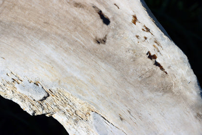 Zkřemený dub se sukem fošna - Supreme Panthers