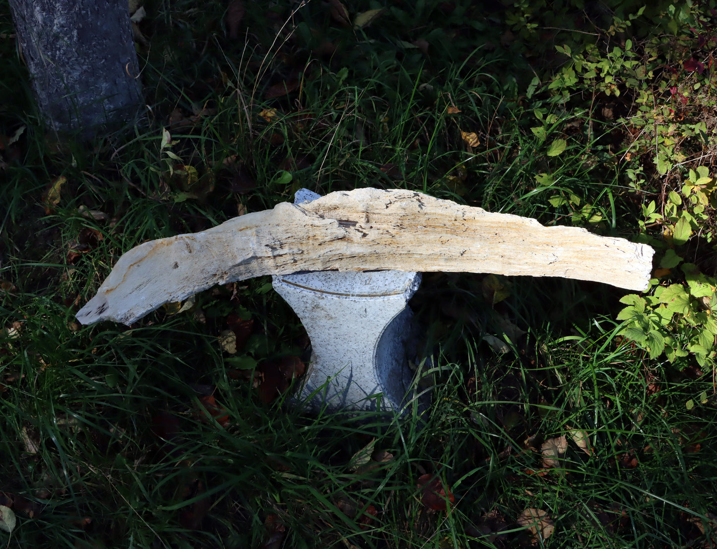 Zkřemený dub se sukem fošna - Supreme Panthers