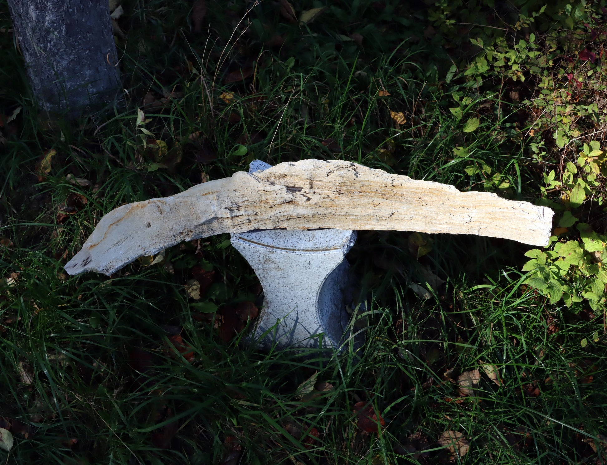 Zkřemený dub se sukem fošna - Supreme Panthers