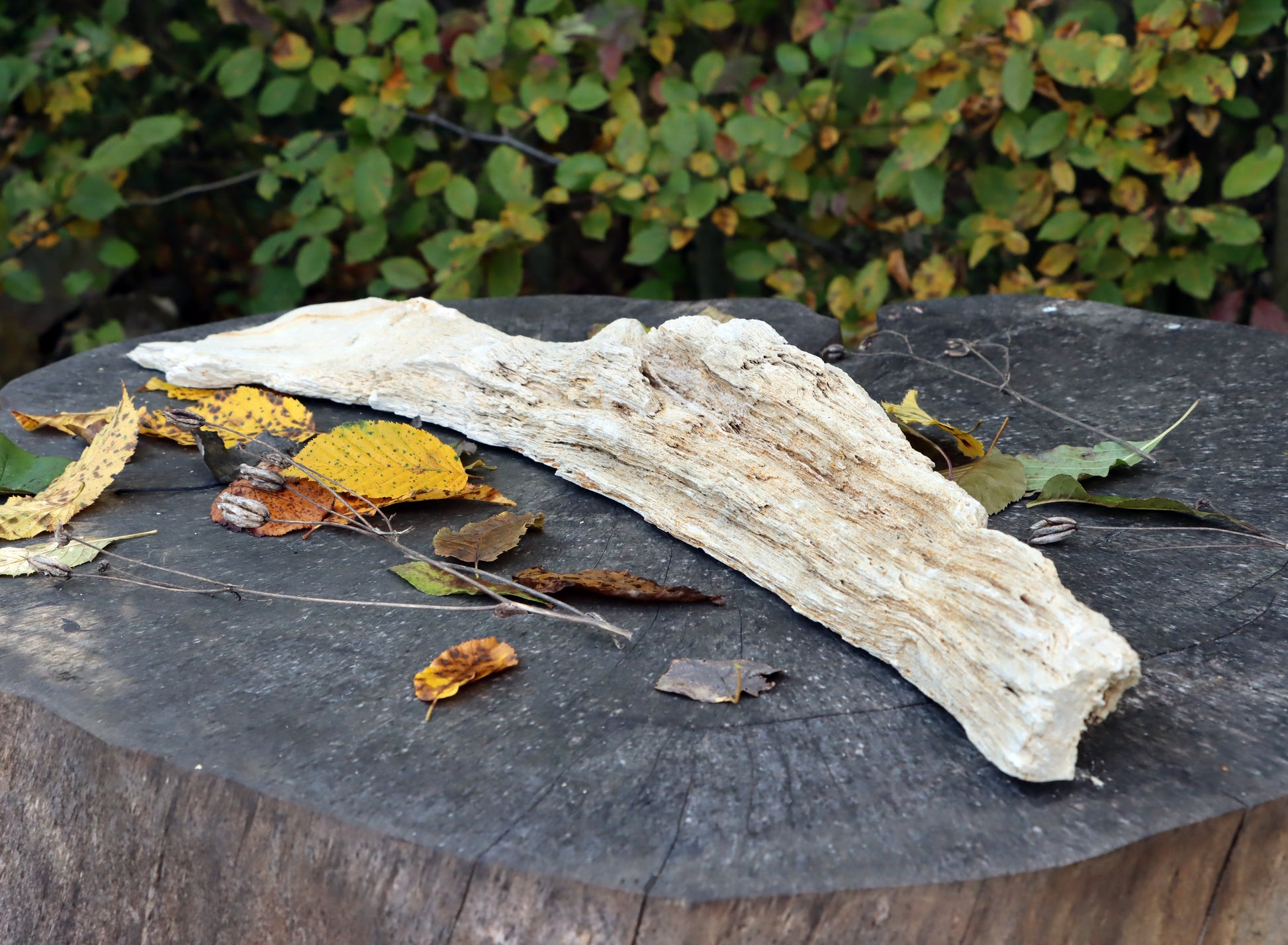 Zkřemený dub se sukem fošna - Supreme Panthers