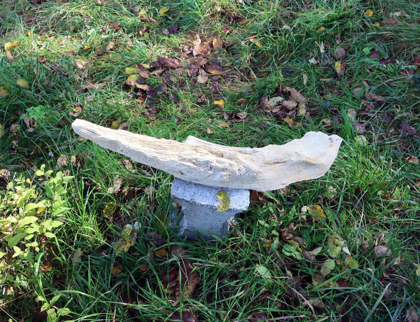 Zkřemený dub se sukem fošna - Supreme Panthers