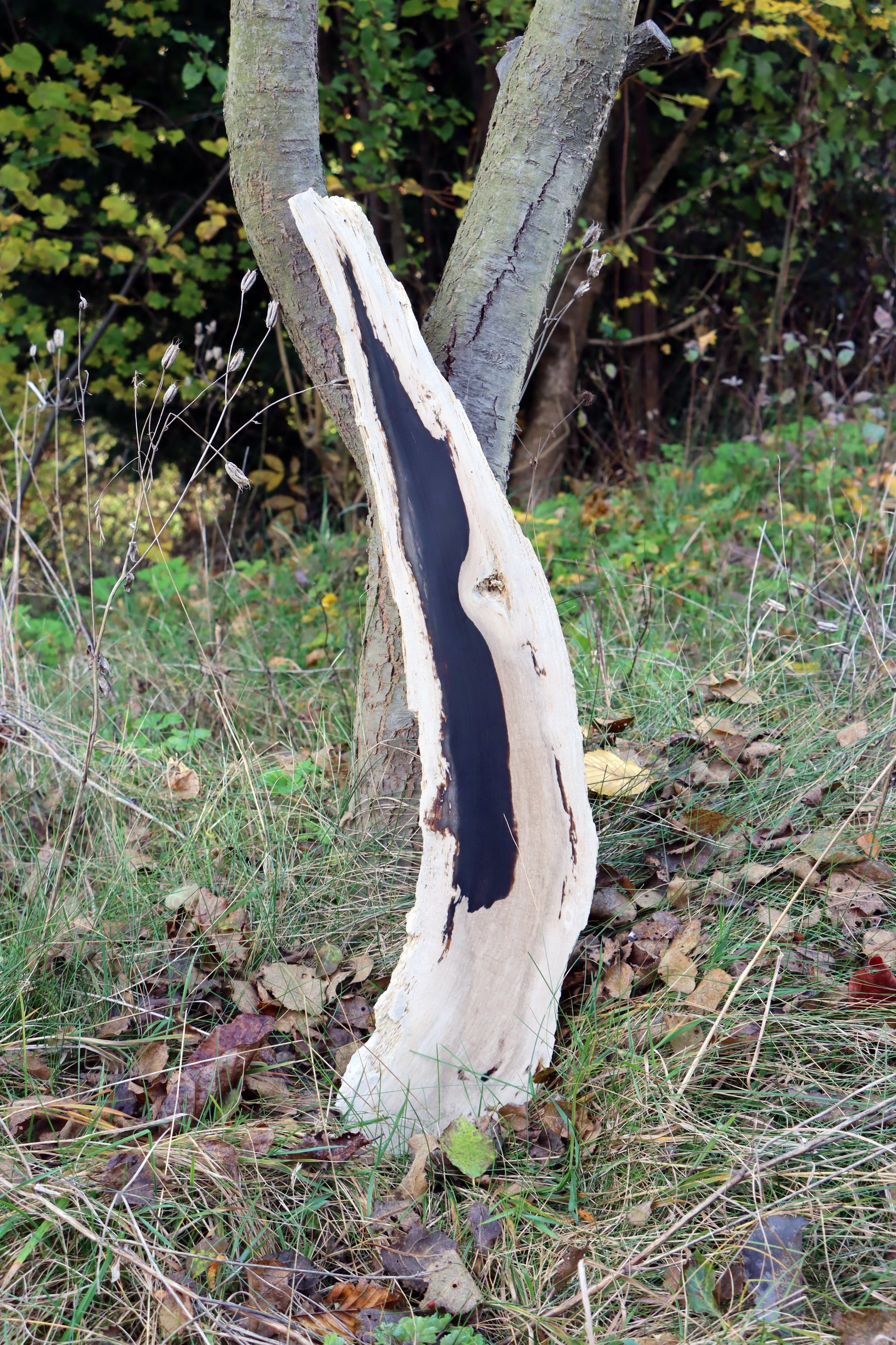 Zkřemený dub se sukem fošna - Supreme Panthers