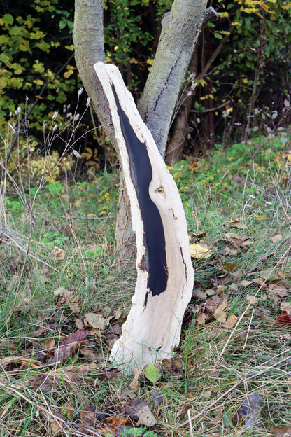 Zkřemený dub se sukem fošna - Supreme Panthers