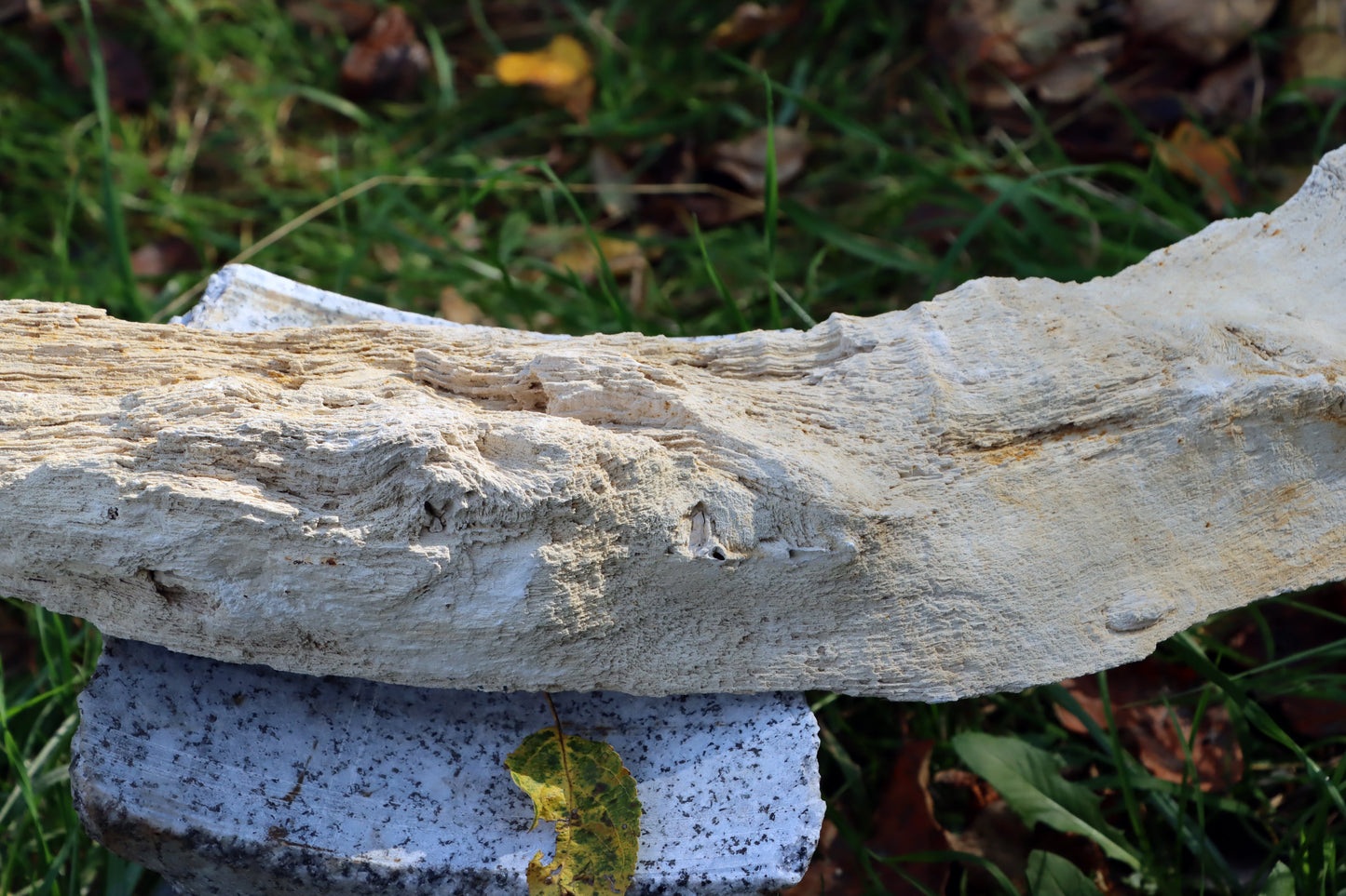 Zkřemený dub se sukem fošna - Supreme Panthers