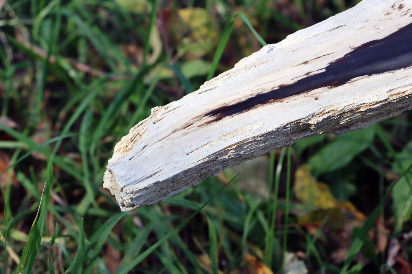 Zkřemený dub se sukem fošna - Supreme Panthers