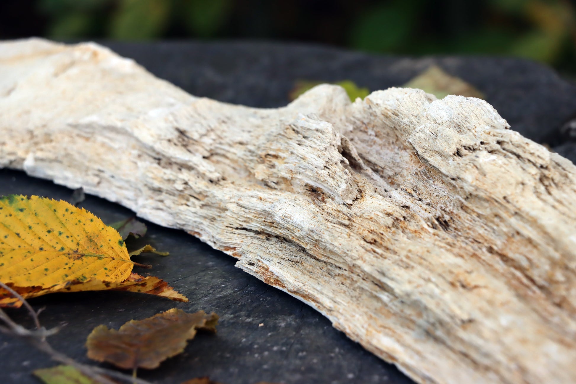 Zkřemený dub se sukem fošna - Supreme Panthers