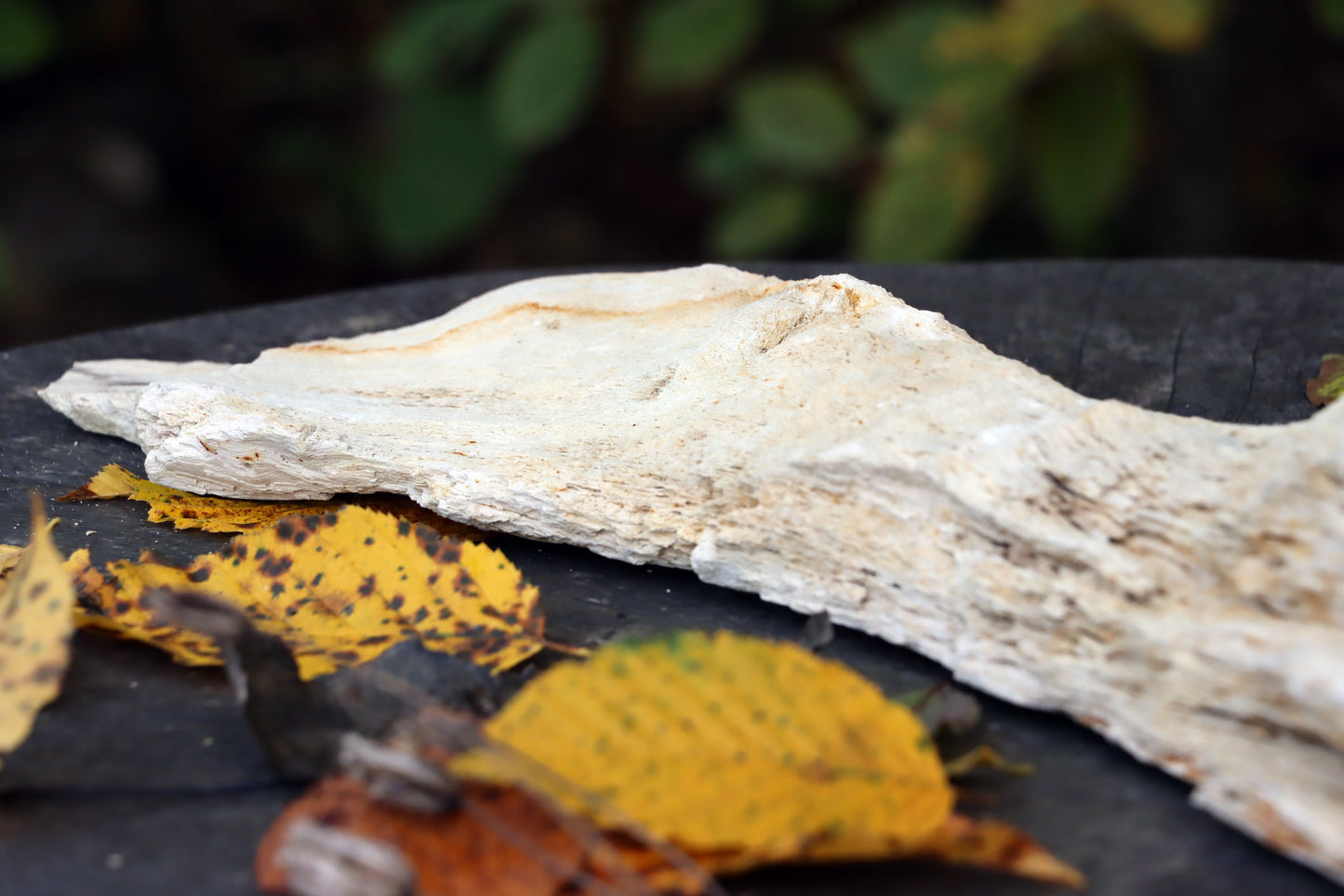 Zkřemený dub se sukem fošna - Supreme Panthers