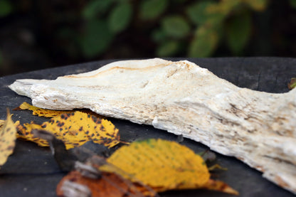 Zkřemený dub se sukem fošna - Supreme Panthers