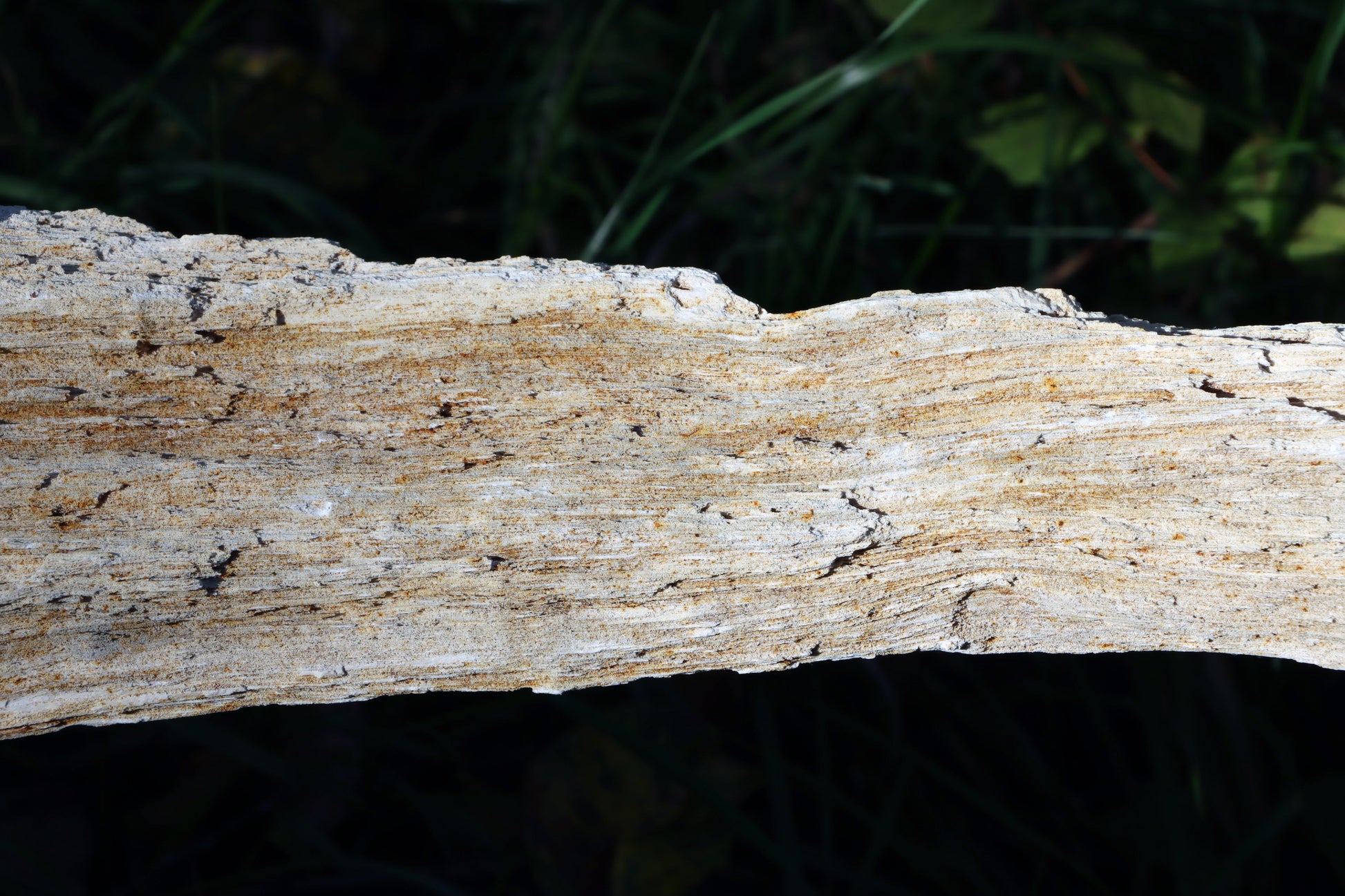 Zkřemený dub se sukem fošna - Supreme Panthers