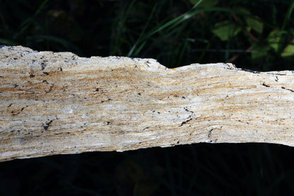 Zkřemený dub se sukem fošna - Supreme Panthers