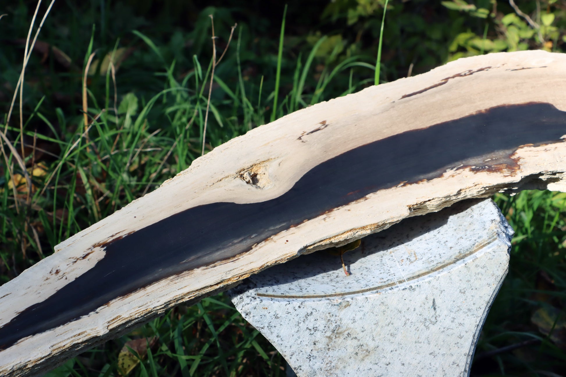 Zkřemený dub se sukem fošna - Supreme Panthers