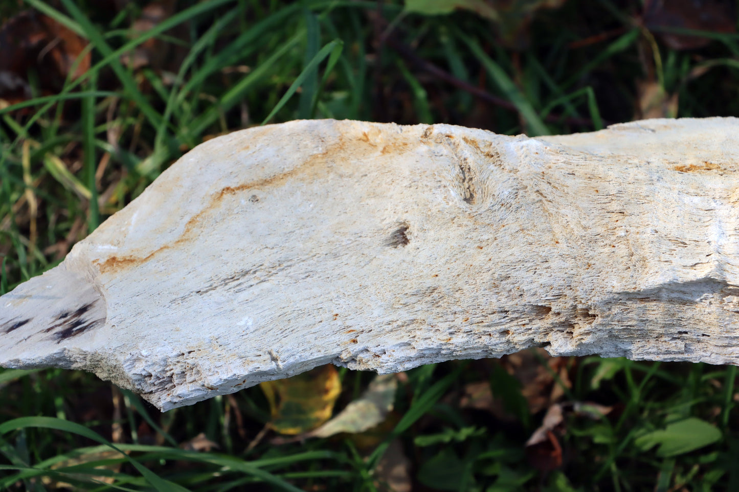 Zkřemený dub se sukem fošna - Supreme Panthers