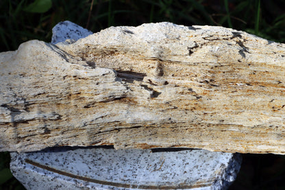 Zkřemený dub se sukem fošna - Supreme Panthers