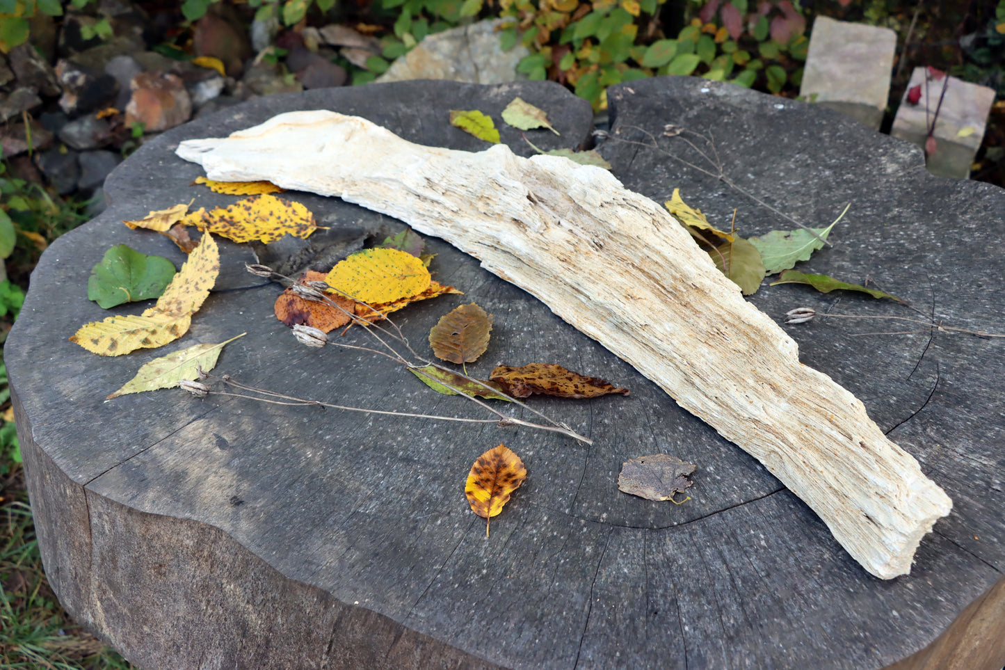 Zkřemený dub se sukem fošna - Supreme Panthers