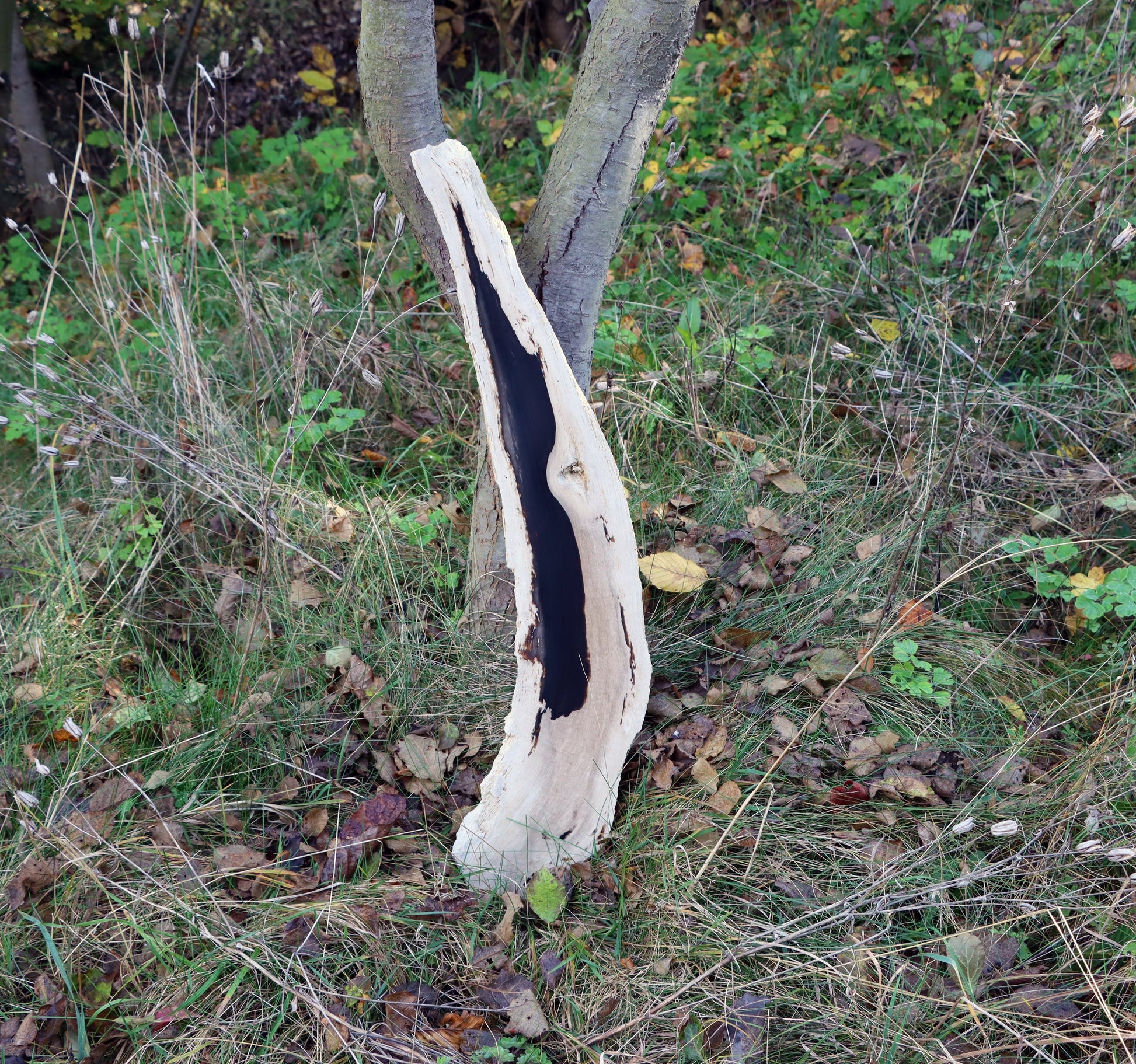 Zkřemený dub se sukem fošna - Supreme Panthers