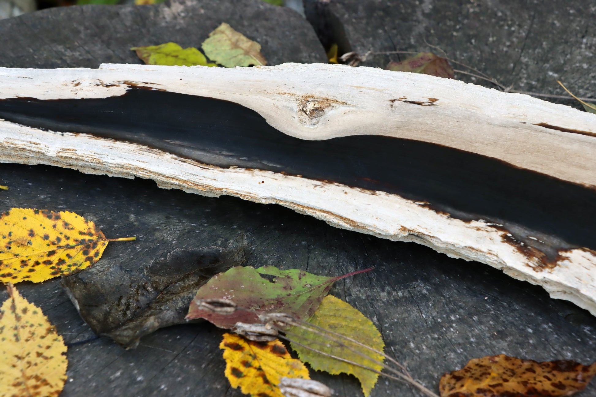 Zkřemený dub se sukem fošna - Supreme Panthers