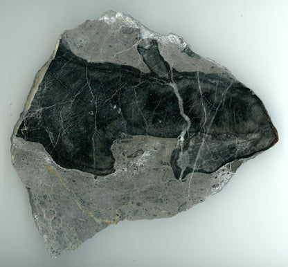 Deskatý korál - Supreme Panthers