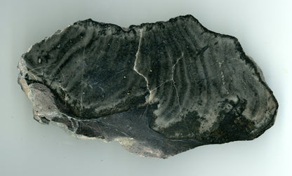 Deskatý korál, devon, Moravský kras - Supreme Panthers