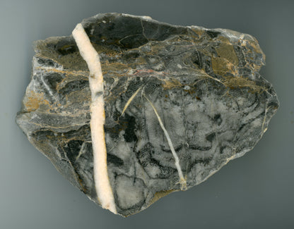 Deskatý korál protnutý bílou kalcitovou žílou, devon, Moravský kras - Supreme Panthers