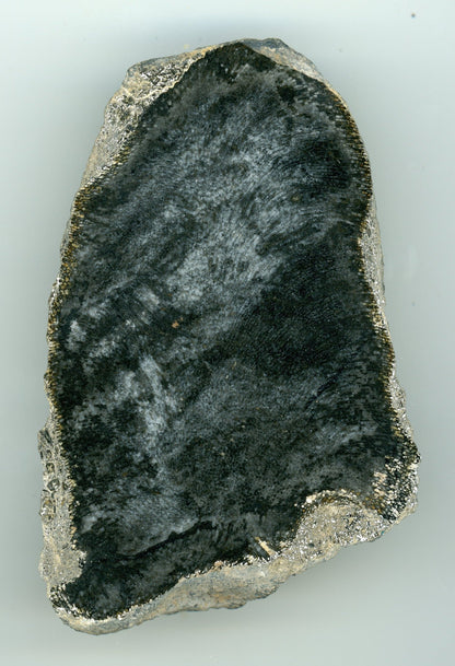 Deskatý korál rodu Alveolithes - Supreme Panthers