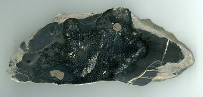 Deskatý korál rodu Favosites - Supreme Panthers