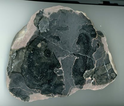 Deskatý korál rodu Heliolithes - Supreme Panthers