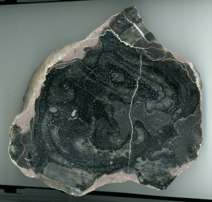 Deskatý korál rodu Heliolithes - Supreme Panthers