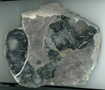 Deskatý koráli rodu Heliolithes - Supreme Panthers