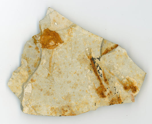 Druhohorní ryba Lycoptera davidii - Supreme Panthers