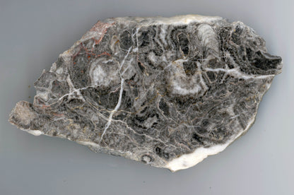 Goniatiti v neptunických žilách - Supreme Panthers