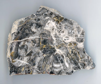 Goniatiti v neptunických žilách - Supreme Panthers