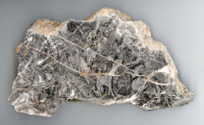 Goniatiti v neptunických žilách - Supreme Panthers