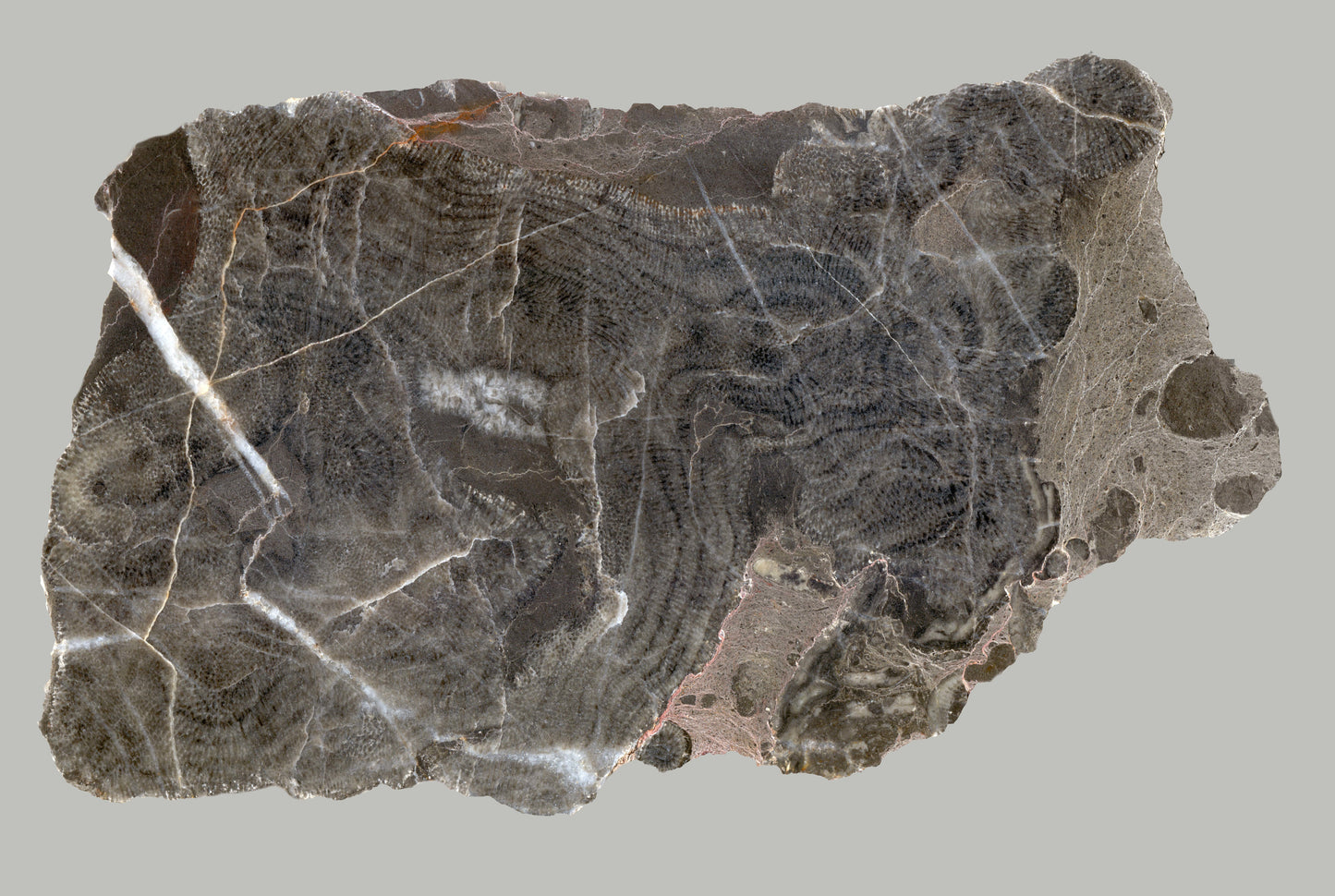 Habrůvecký vápenec s deskatým korálem - Supreme Panthers