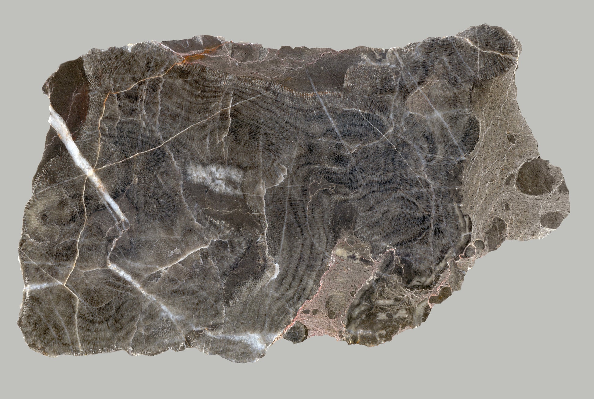 Habrůvecký vápenec s deskatým korálem - Supreme Panthers