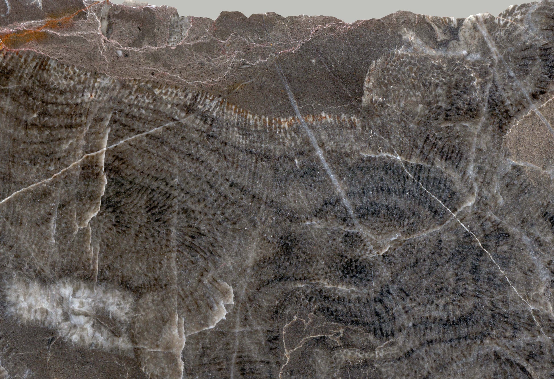 Habrůvecký vápenec s deskatým korálem - Supreme Panthers