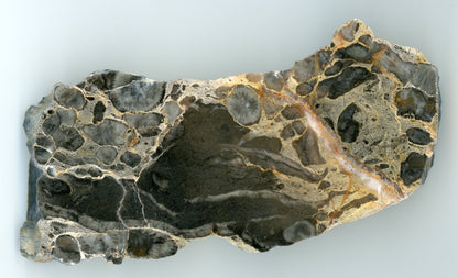 Habrůvecký vápenec s deskatými korály - Supreme Panthers