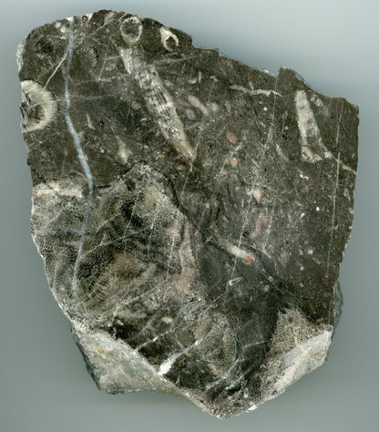 Habrůvecký vápenec s drsnatými a deskatými korály - Supreme Panthers