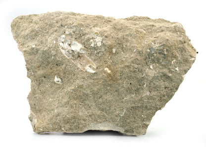 Klepítka Protocallianassa antiqua - Supreme Panthers