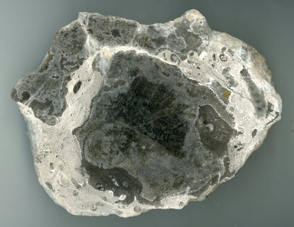 Kolonie deskatého korálu - Supreme Panthers