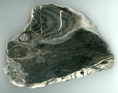 Kolonie deskatého korálu - Supreme Panthers