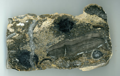 Kontrastní koráli, devon - Supreme Panthers