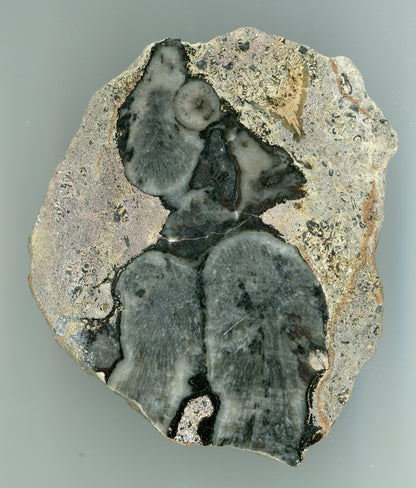 Korál ala papoušek - Supreme Panthers