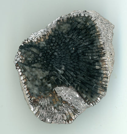 Korál rodu Favosites ala ježek - Supreme Panthers