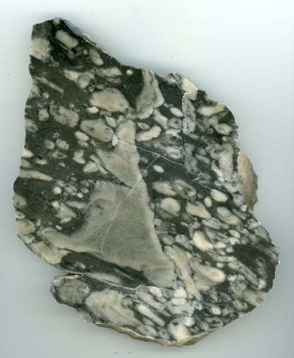 Koráli a stromatopory - Supreme Panthers