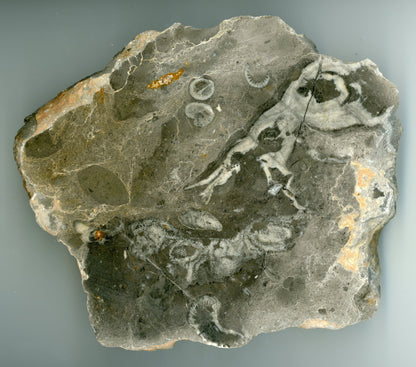 Koráli ala dinosauři - Supreme Panthers