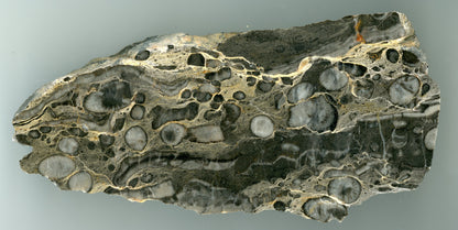 Koráli drsnaté - Supreme Panthers