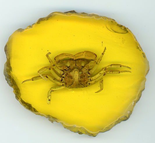 Krab v epoxidu - Supreme Panthers