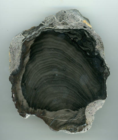 Kupovitá stromatopora - Supreme Panthers